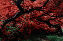 中山健一　　　つつじ