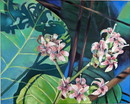 Angelika MariaDeinhardt　　　Cashew Blossoms